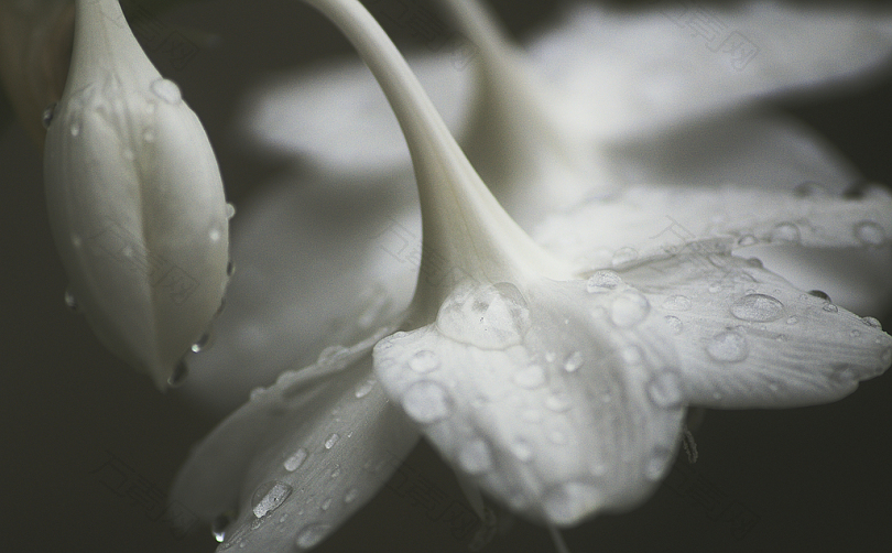 白色花瓣上的水滴宏观照相