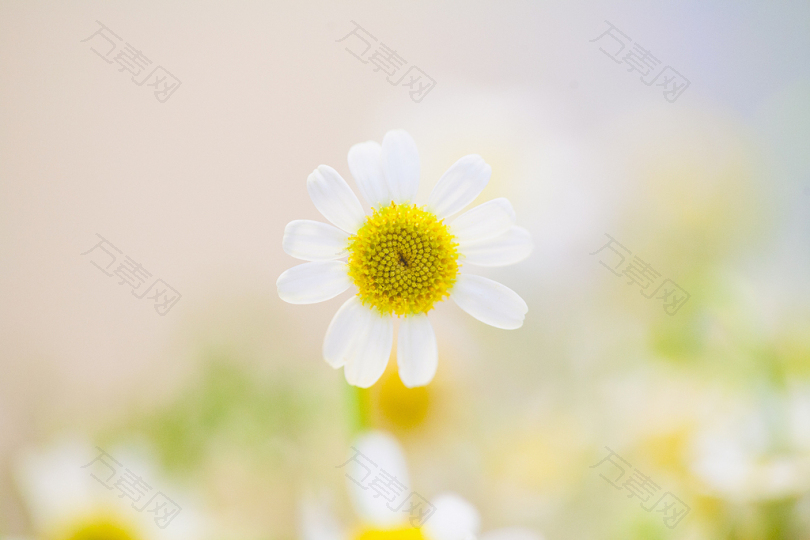绽放的白色雏菊花