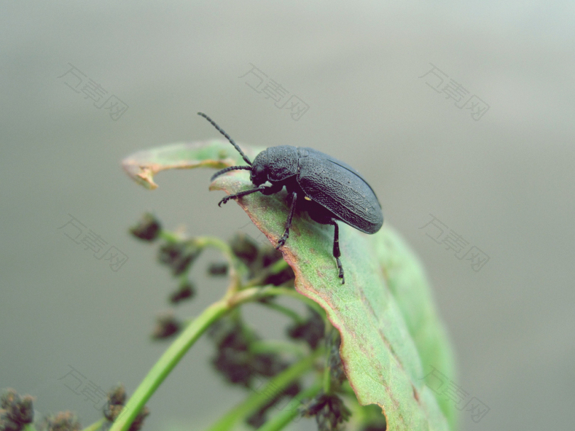 黑甲虫