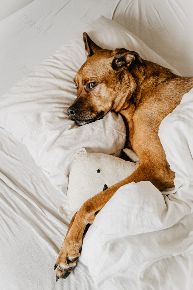 棕色的狗躺在床上