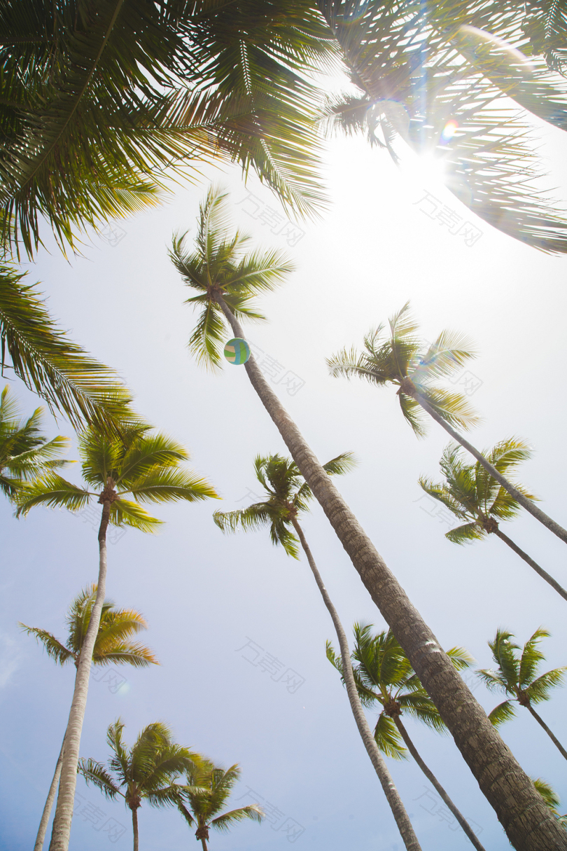 阳光下的棕榈树背景