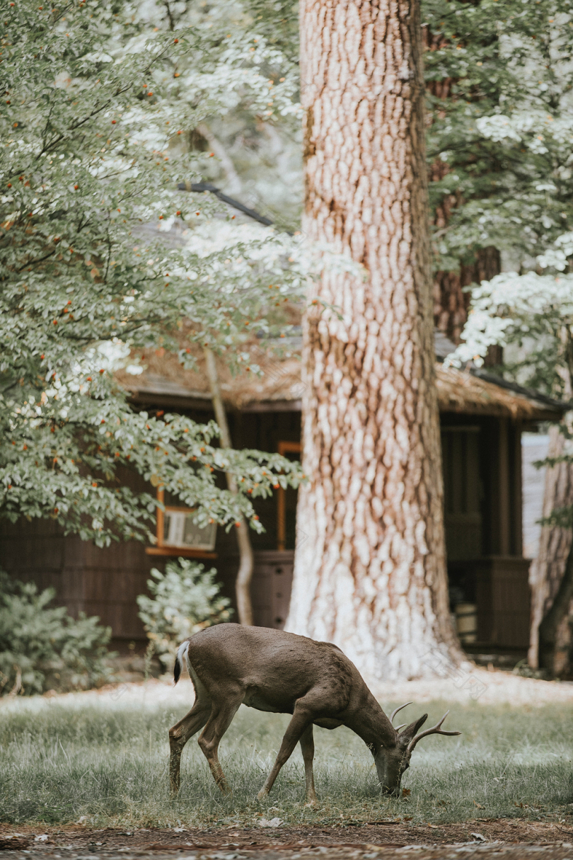 褐白尾鹿白天在棕色木屋附近吃草