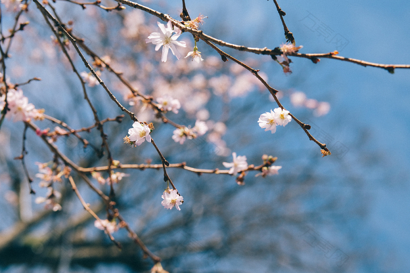 选择性聚焦摄影白花开花树