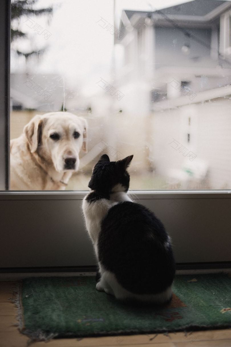 黑白猫在窗上观看成年黄拉布拉多猎犬