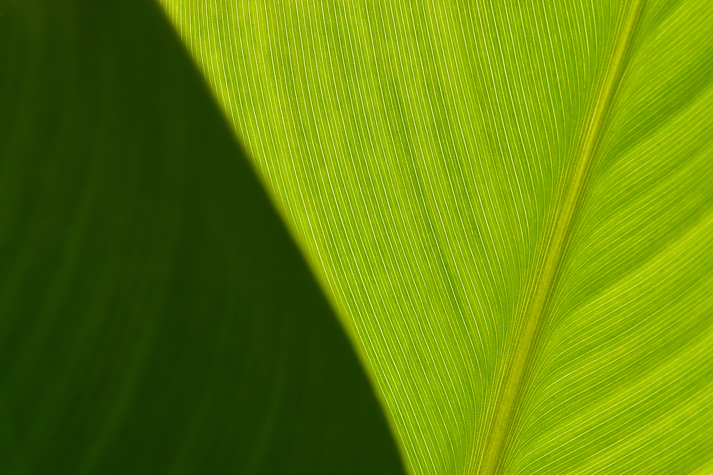 树叶动物纹理绿色阴影阳光特写镜头细节宏茎