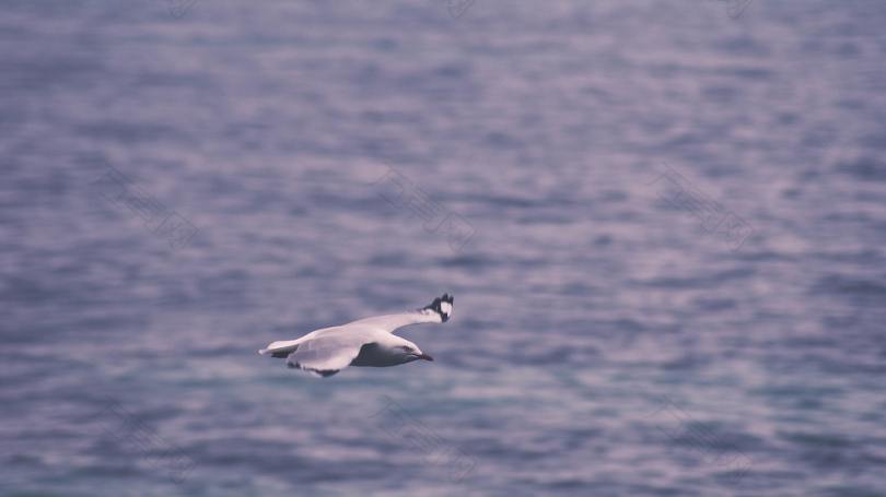 白色海鸥在水上中途飞行