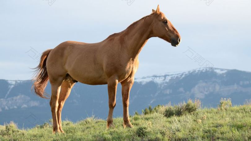 青草山上的棕色马