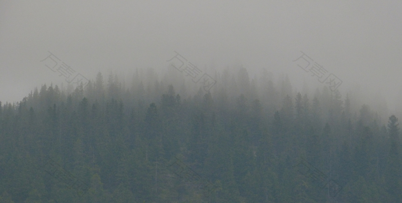 雾气缭绕的森林
