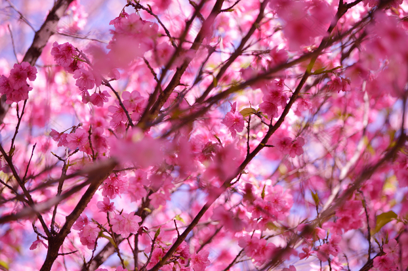 粉红花卉的宏观摄影