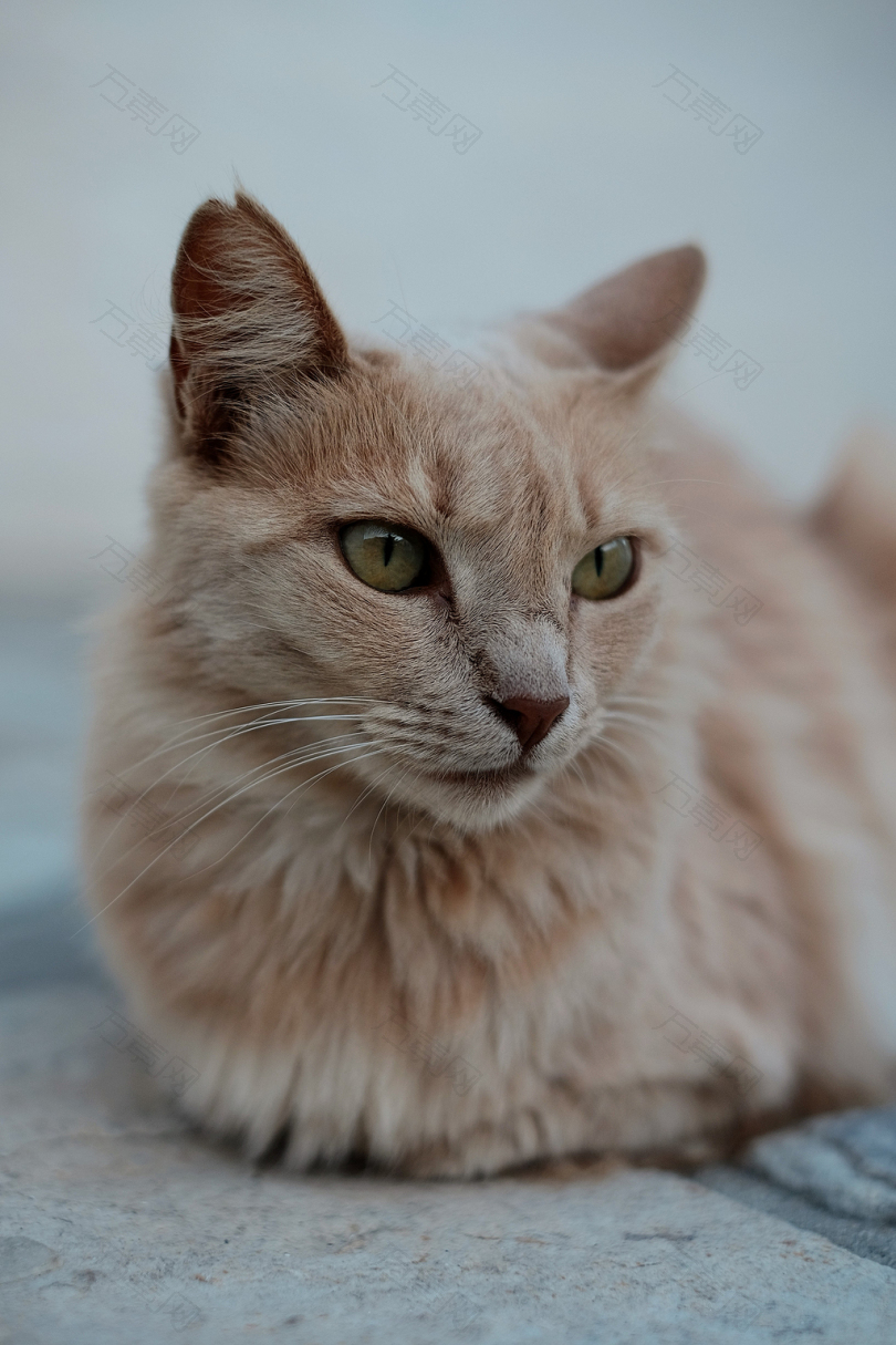 灰色表面短桔色猫