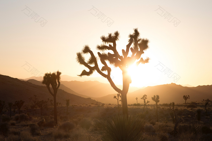 沙漠中的太阳背后的植物