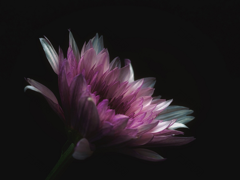 黑底紫色花瓣花