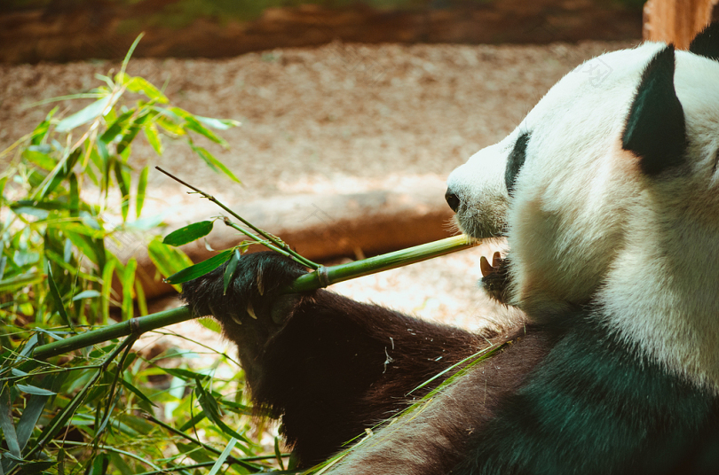 熊猫吃青竹边吃