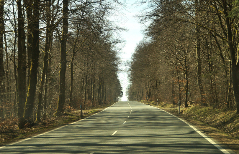 路寒冷的季节树木性质wildwechsel标记事故风险速度交通路线