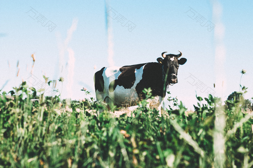 白天青草上的黑白花奶牛