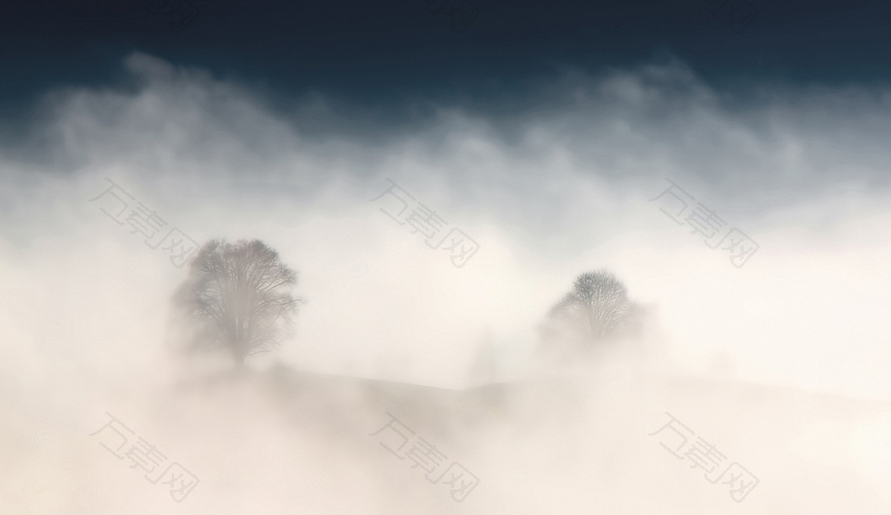 被雾包围的树