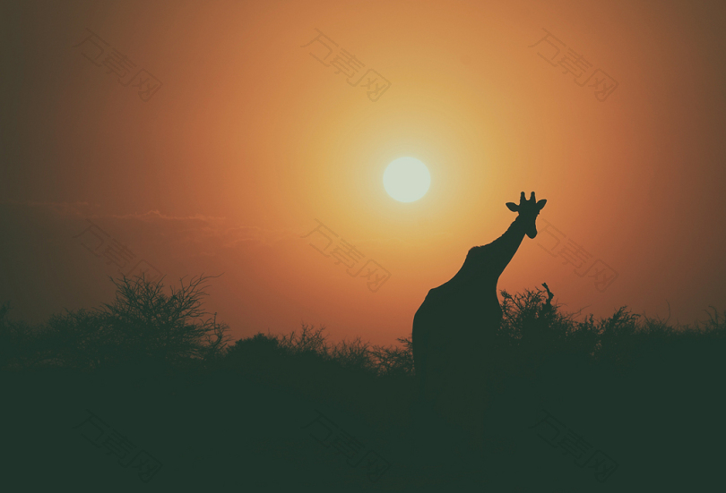 夕阳旁的长颈鹿