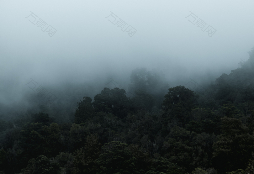 光雾覆盖林