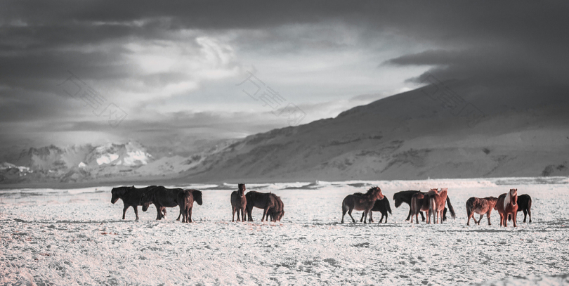 灰色天空下白色雪域的马之队