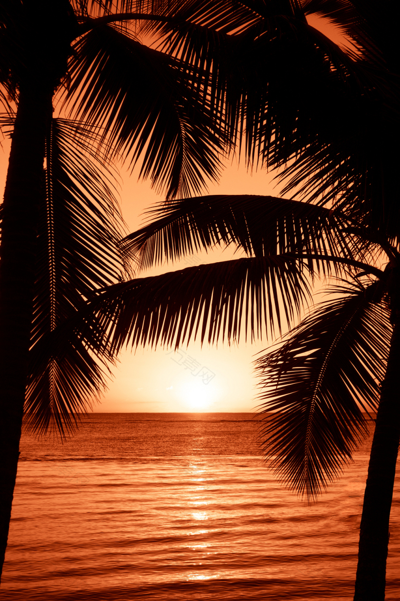 黄金时刻附近两棵椰子树的剪影摄影
