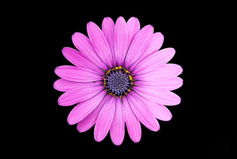 紫色雏菊顶观照片