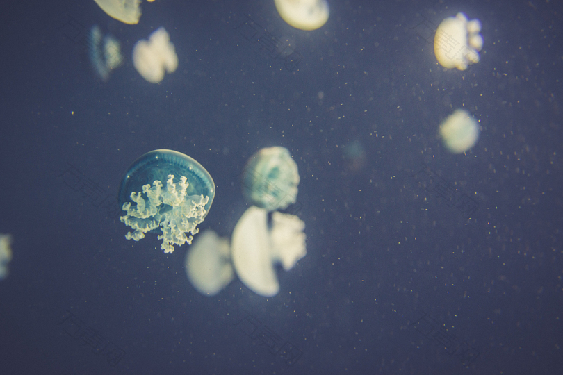 水母无脊椎动物游泳水族馆水下特写镜头蓝色水鸭水族海洋宏水