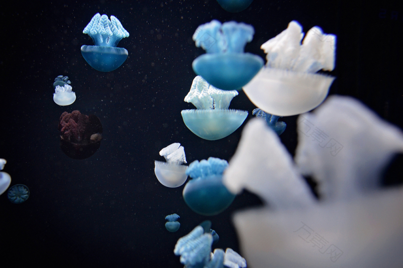 青花水母的水下摄影