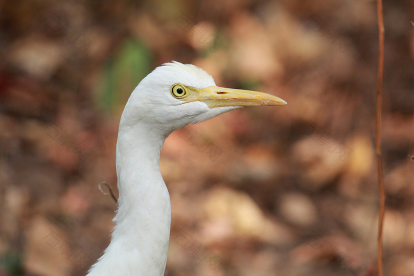 长喙白鸟的选择性聚焦摄影
