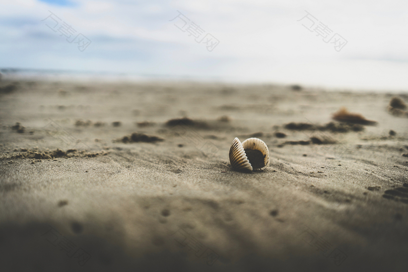 海滩沙滩上的白色贝壳