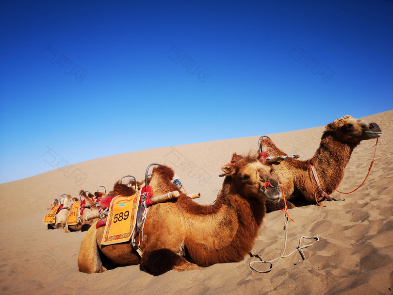 白天白天躺在沙漠里的骆驼