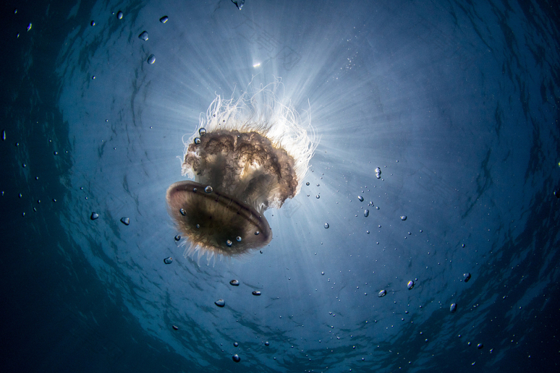 棕水母的水下摄影