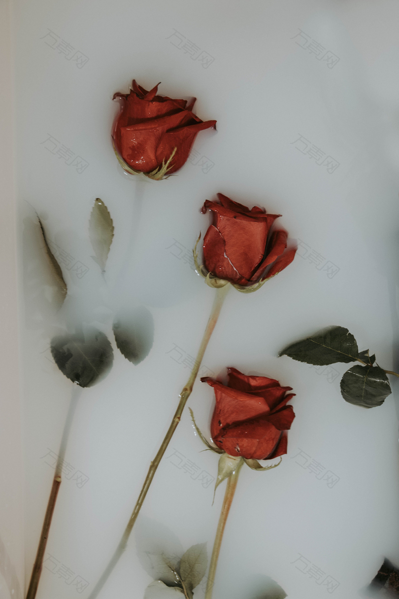 白板上的三朵红玫瑰