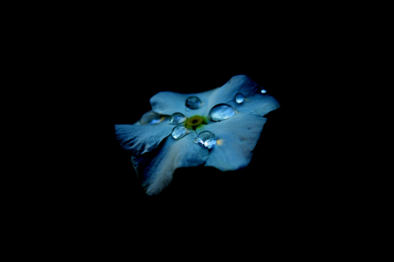 水滴蓝花