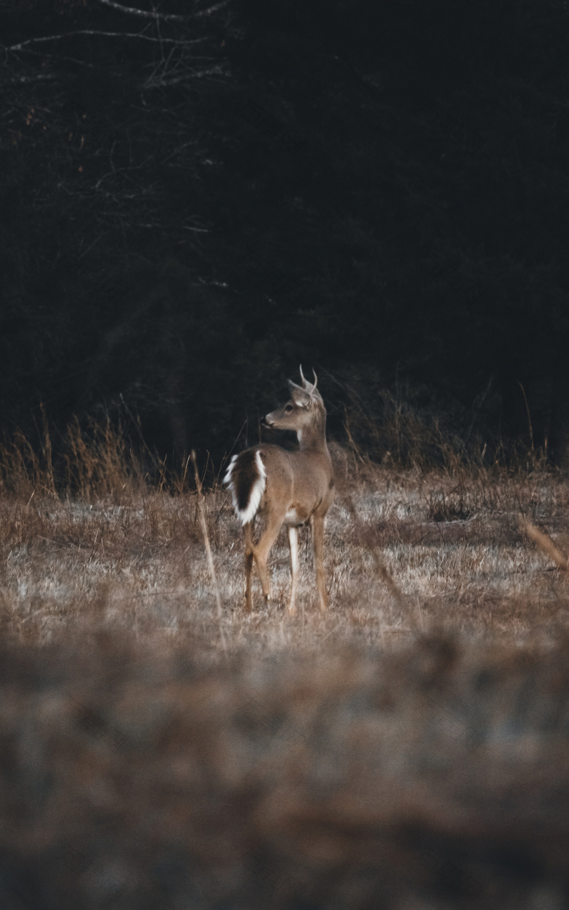 鹿的浅聚焦摄影