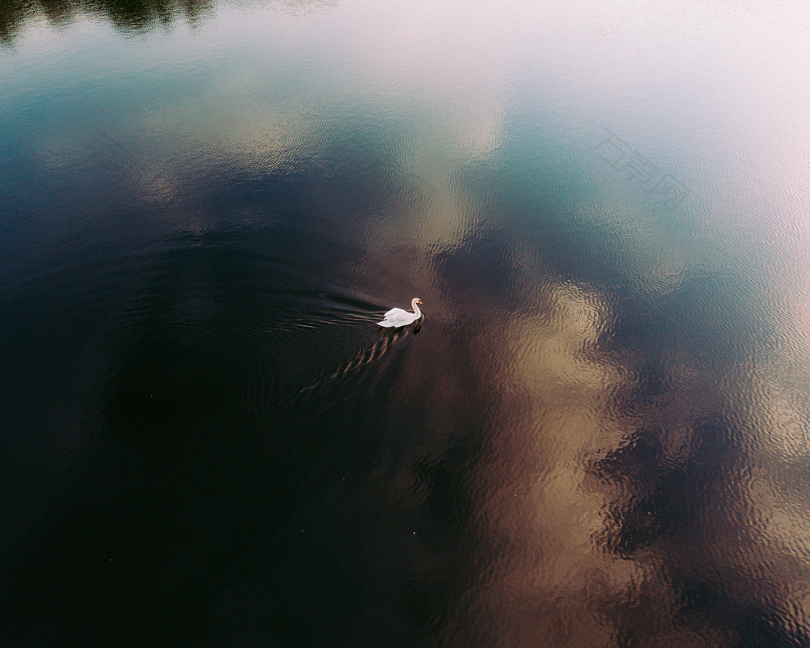 白天鹅在白天的水上游泳