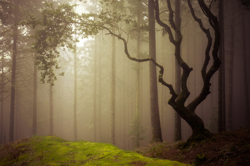 白天笼罩在雾中的森林