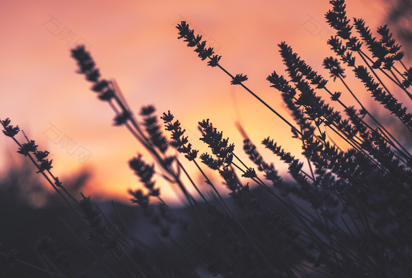 薰衣草花在日落时选择性聚焦摄影