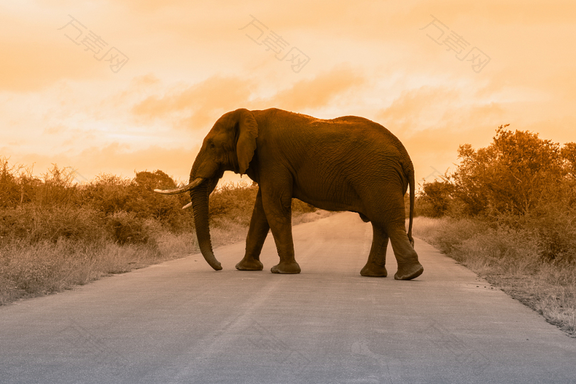 路中间大象的剪影