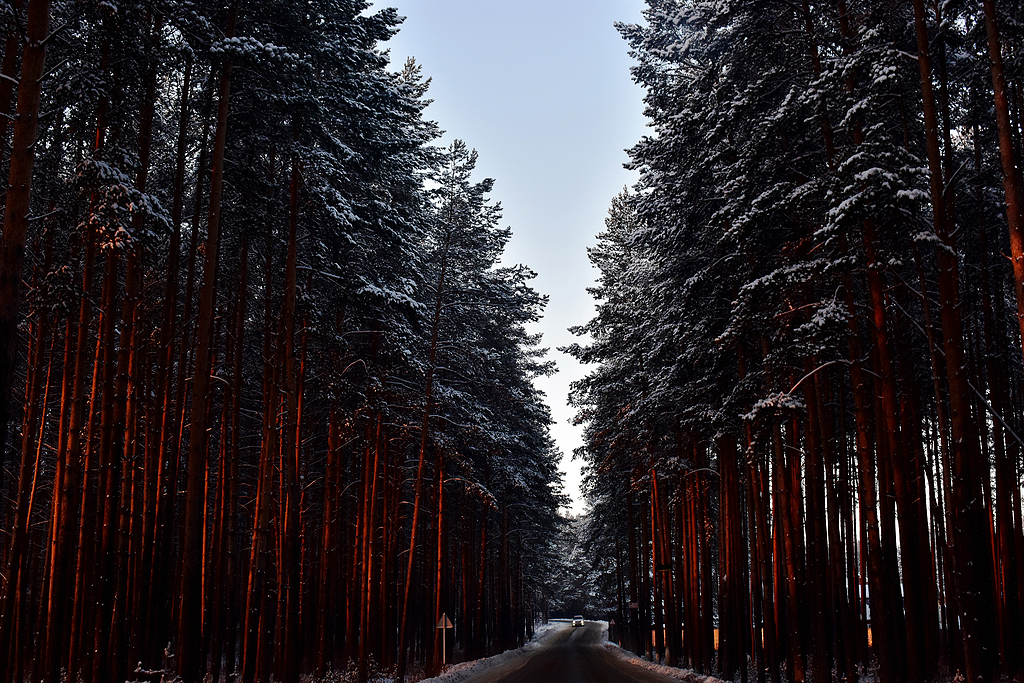 性质路雪复盖的树木冬季森林冬季景观松大自然的睡眠树干冬季冬季道路雪