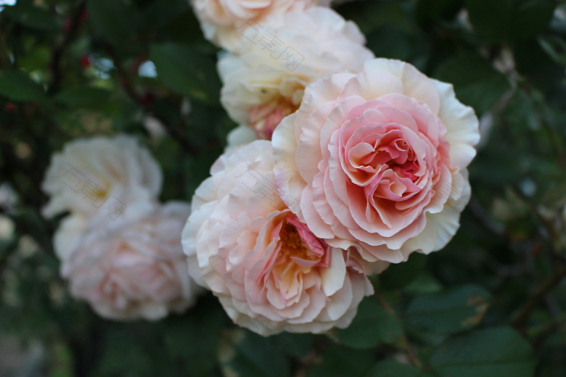 白天粉红玫瑰和白玫瑰的特写照片