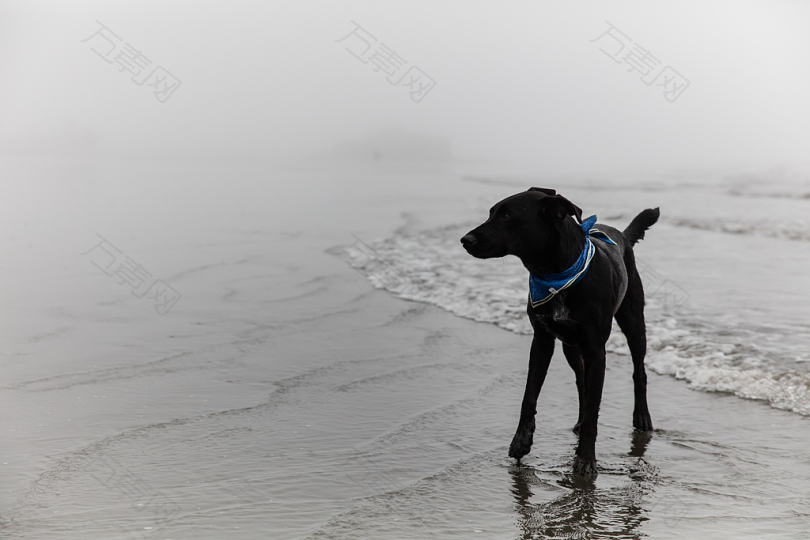 沙滩上的黑色短衣狗