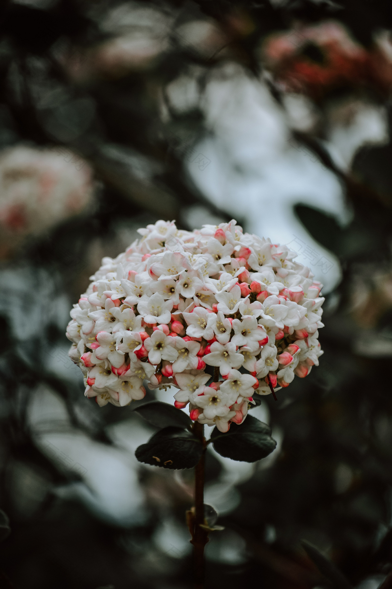 白色和粉色花朵的大镜头摄影