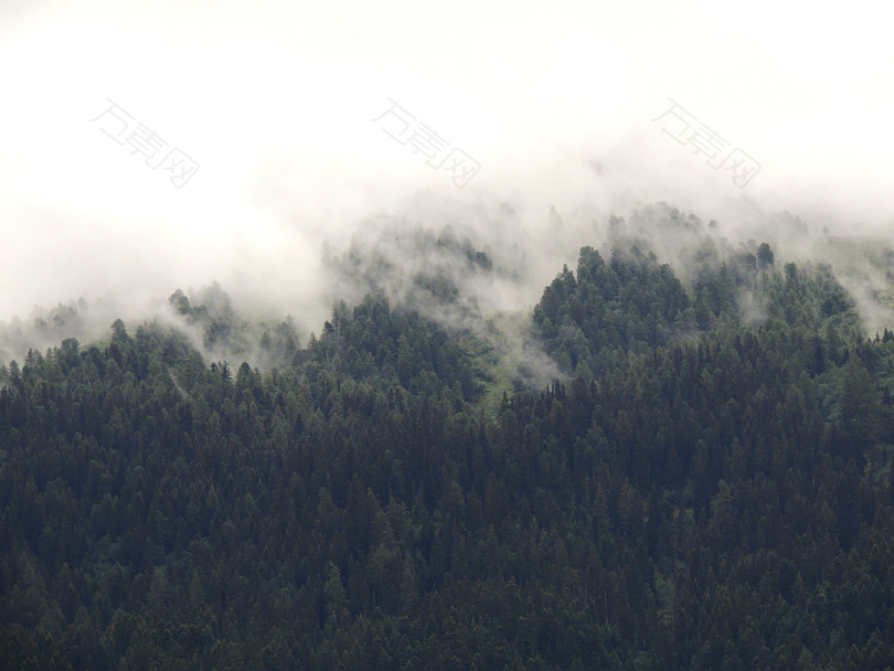 雾气环绕的森林