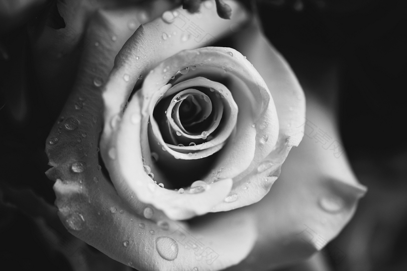 花顶水滴的灰度照片