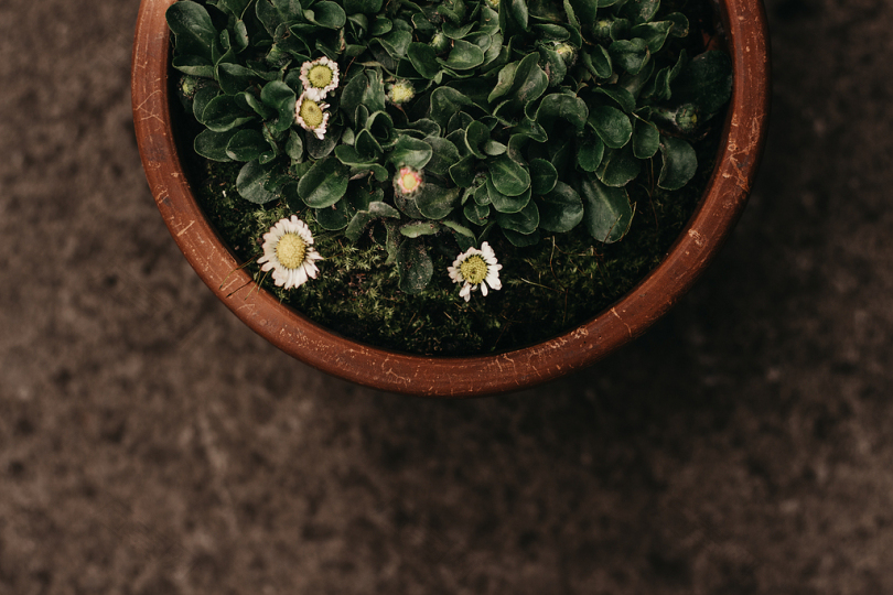 盆栽白菊花的俯视摄影