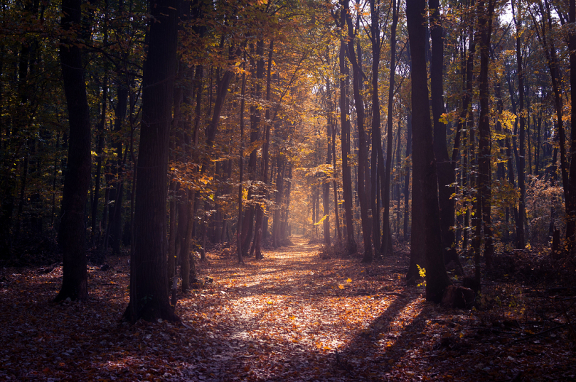 秋季阳光照射下的森林