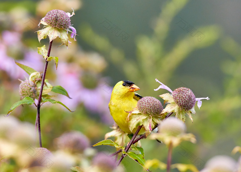 黄橙花鸟栖息在花上