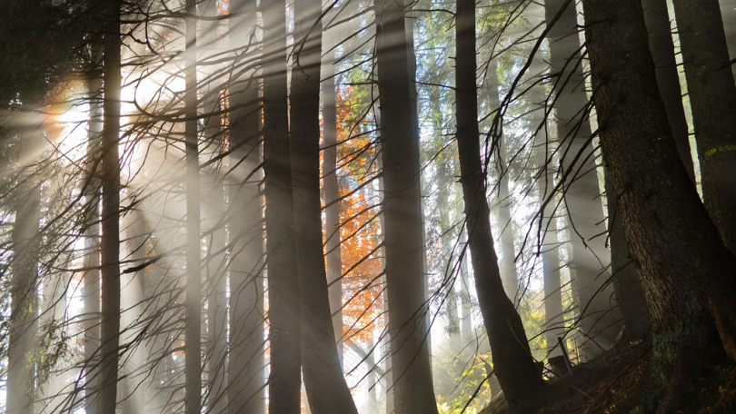 阳光穿过森林的风景摄影