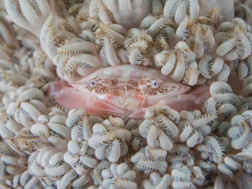 被珊瑚包围的粉红色螃蟹