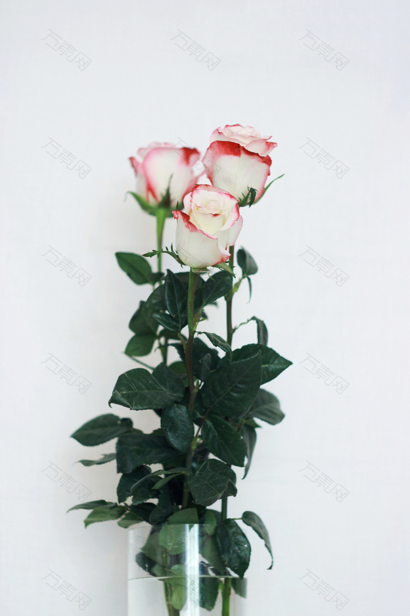 白玫瑰和红玫瑰